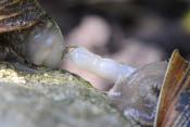 paring segrijnslak (Cornu aspersum) 7-2021 8093